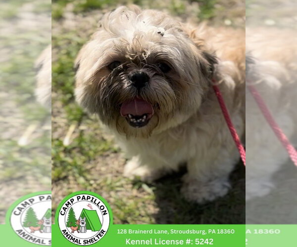Medium Photo #1 Shih Tzu Puppy For Sale in Stroudsburg, PA, USA