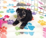 Connor - Male Yorkipoo Puppy for Sale - Photo #2