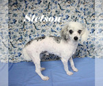 Small #18 Poodle (Miniature)