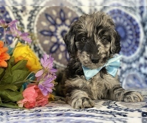 Goldendoodle (Miniature) Puppy for sale in LANCASTER, PA, USA