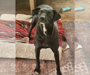 Audra - Female Labrador Retriever-Unknown Mix Dog for Adoption - Photo #6