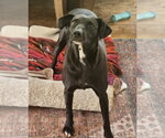 Small #5 Labrador Retriever Mix