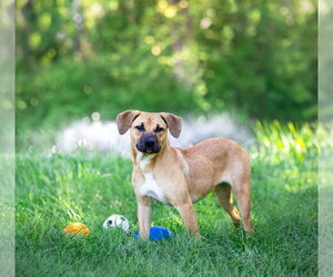 Mutt Dogs for adoption in Unionville, PA, USA