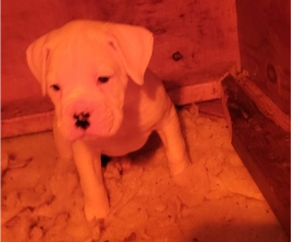 Medium Photo #5 Boxer Puppy For Sale in STAFFORD, CT, USA