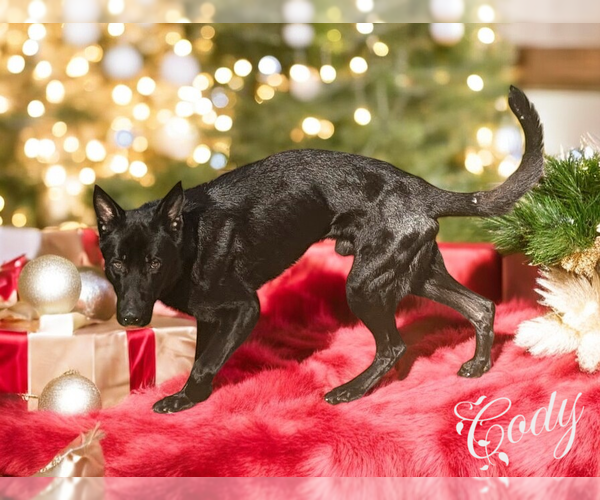 Medium Photo #2 German Shepherd Dog Puppy For Sale in LOGANVILLE, GA, USA