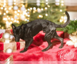 Small #1 German Shepherd Dog