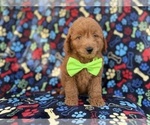 Small Goldendoodle (Miniature)
