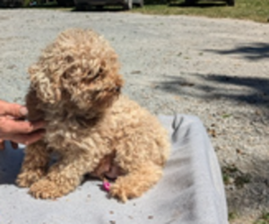 Father of the Cavapoo puppies born on 05/23/2025
