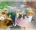 Small Photo #25 Shiba Inu Puppy For Sale in FREMONT, CA, USA