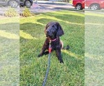 Small Photo #10 Goldendoodle Puppy For Sale in ARTESIA, CA, USA