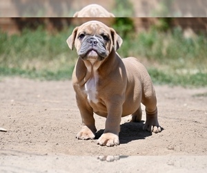Olde English Bulldogge Puppy for sale in DENVER, CO, USA