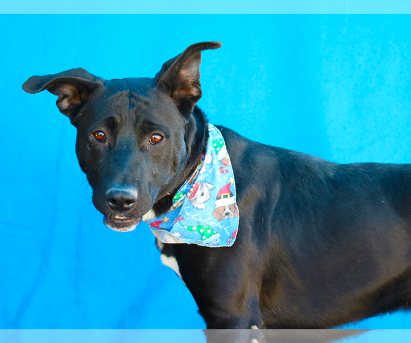 Medium Photo #2 Labrador Retriever Puppy For Sale in Pasadena, CA, USA