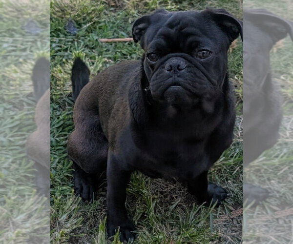 Medium Photo #3 Pug-Unknown Mix Puppy For Sale in San Bernardino, CA, USA