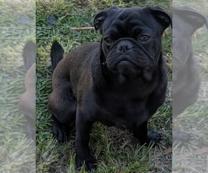 Miles - Male Pug-Unknown Mix Dog for Adoption - Photo #3