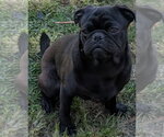 Small Photo #3 Pug-Unknown Mix Puppy For Sale in San Bernardino, CA, USA