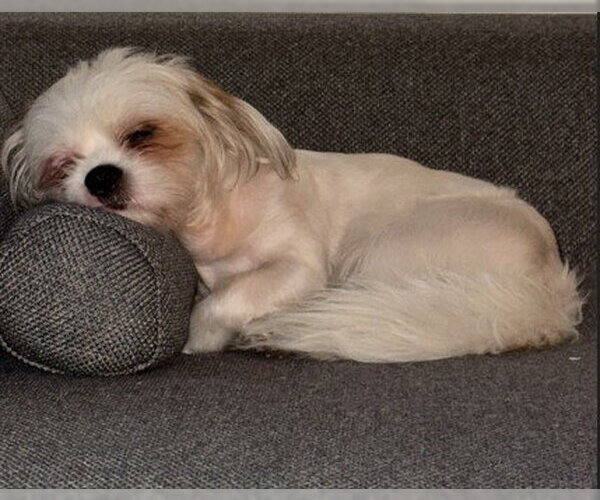 Medium Photo #1 Maltese-Unknown Mix Puppy For Sale in Fort Lauderdale, FL, USA