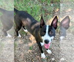 Small Photo #4 Mutt Puppy For Sale in Claremore, OK, USA