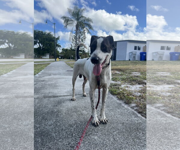 Medium Photo #4 Mutt Puppy For Sale in Miami, FL, USA