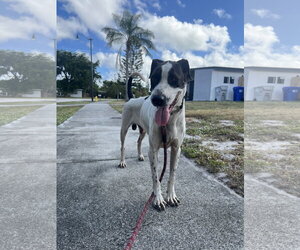 COURTESY POST: Pluto - Male Mutt Dog for Adoption - Photo #4