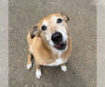 Small #2 Retriever  Mix