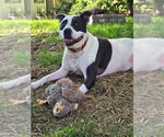 Small #7 American Pit Bull Terrier