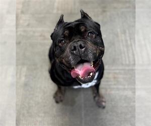 American Pit Bull Terrier Dogs for adoption in Peoria, IL, USA