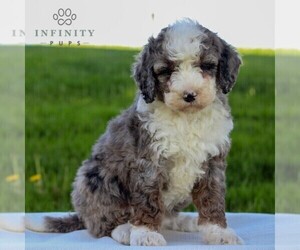 Bernedoodle (Miniature) Puppy for sale in EAST EARL, PA, USA