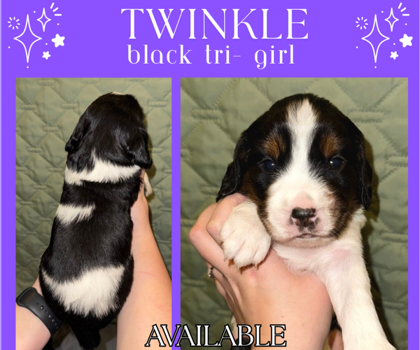 Medium Photo #3 English Springer Spaniel Puppy For Sale in LITCHFIELD, MN, USA