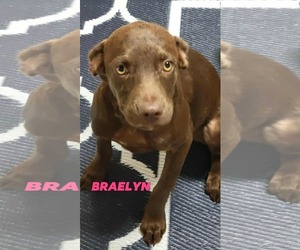 Boykin Spaniel-Chihuahua Mix Dogs for adoption in Brooksville, FL, USA