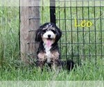 Small Photo #1 Bernedoodle (Miniature)-Cavapoo (Miniature) Mix Puppy For Sale in DENVER, PA, USA