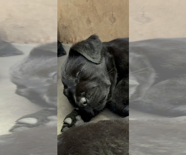 Medium Photo #4 Labrador Retriever Puppy For Sale in TEMECULA, CA, USA