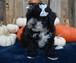 Shih-Poo Puppy for sale in HONEY BROOK, PA, USA