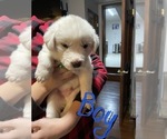Puppy 3 Great Pyrenees-Maremma Sheepdog Mix