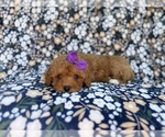 Small #3 Cavapoo (Miniature)