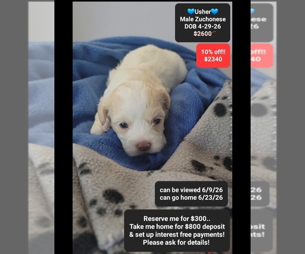 Medium Photo #1 Havanese-Zuchon Mix Puppy For Sale in TUCSON, AZ, USA