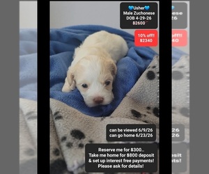 Havanese-Zuchon Mix Puppy for sale in TUCSON, AZ, USA