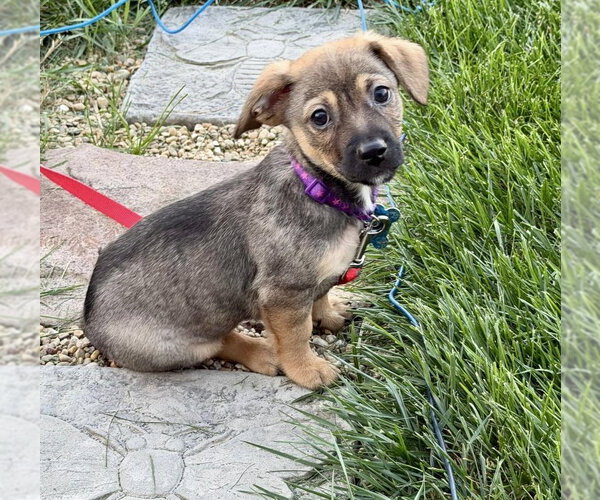 Medium Photo #2 Beagle-Unknown Mix Puppy For Sale in Plainfield, IL, USA