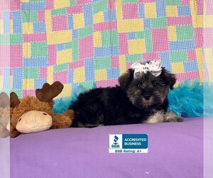 Schnauzer (Miniature) Puppy for sale in WINNSBORO, LA, USA