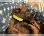 Small Photo #176 Belgian Malinois Puppy For Sale in REESEVILLE, WI, USA