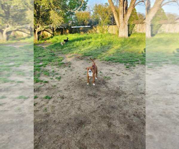 Medium Photo #6 American Staffordshire Terrier Puppy For Sale in Holly Springs, NC, USA