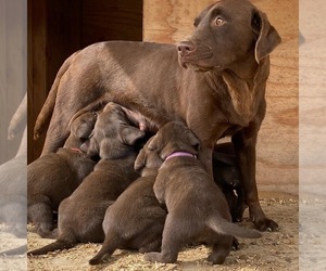 Mother of the Labrador Retriever puppies born on 12/25/2021