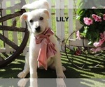 Image preview for Ad Listing. Nickname: Lily