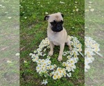 Small #3 Pug