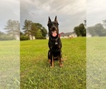 Small #1 Beauceron