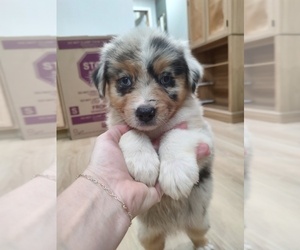 Medium Australian Shepherd