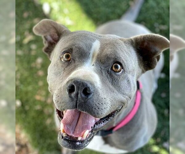 Medium Photo #1 American Pit Bull Terrier-Unknown Mix Puppy For Sale in Ventura, CA, USA