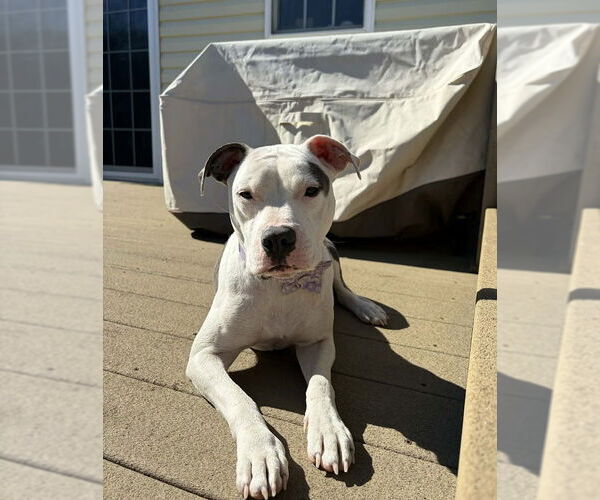 Medium Photo #1 Staffordshire Bull Terrier-Unknown Mix Puppy For Sale in Shermans Dale, PA, USA