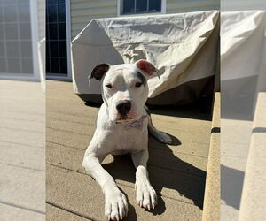 Staffordshire Bull Terrier-Unknown Mix Dogs for adoption in Shermans Dale, PA, USA