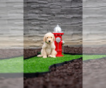 Puppy Green Collar Goldendoodle