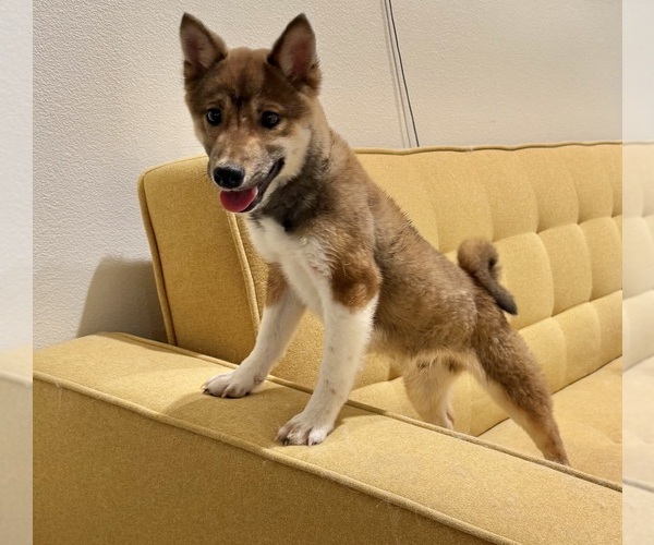 Medium Photo #5 Shiba Inu Puppy For Sale in MURRIETA, CA, USA